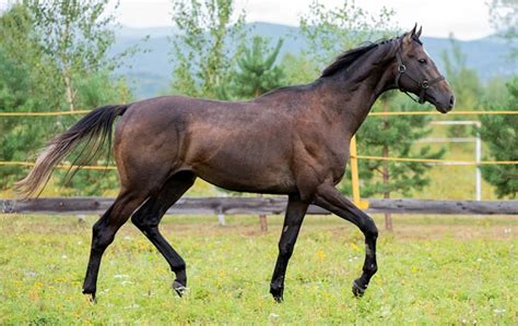 Tapildo Thoroughbred Horse Profile .